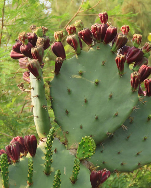 Opuntia dillenii