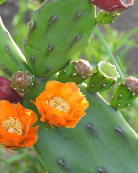 Opuntia elata
