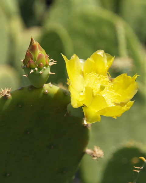 Opuntia ellisiana