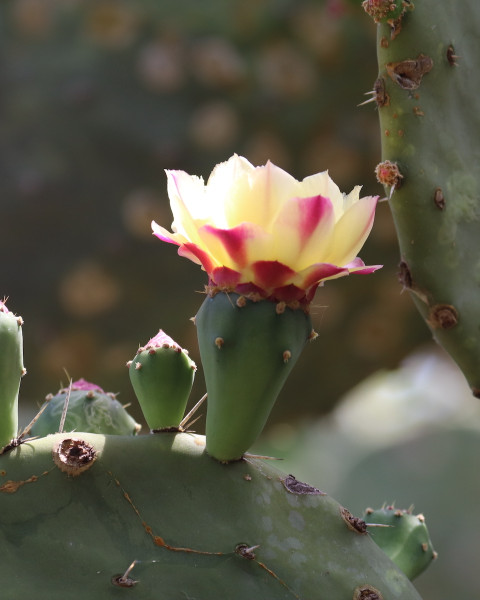 Opuntia excelsa