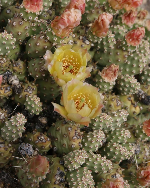 Opuntia fragilis 'Little Gray Mound'