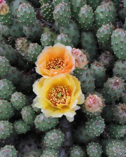Opuntia fragilis var. denudata