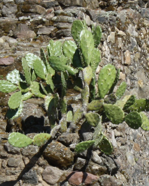 Opuntia fuliginosa