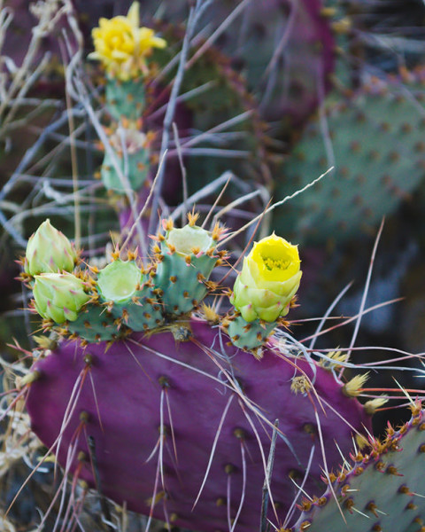 Opuntia gosseliniana