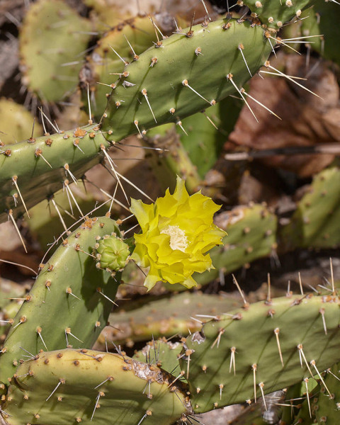 Opuntia guatemalensis