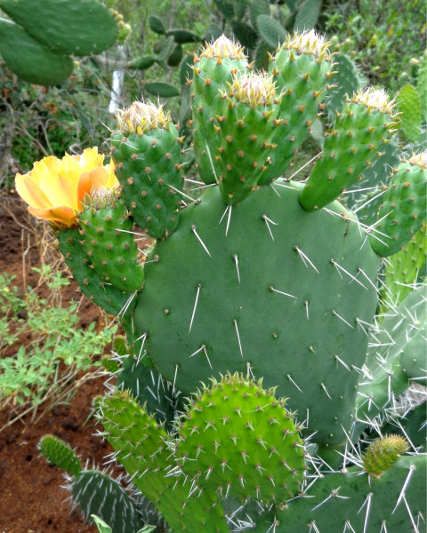 Opuntia guilanchi