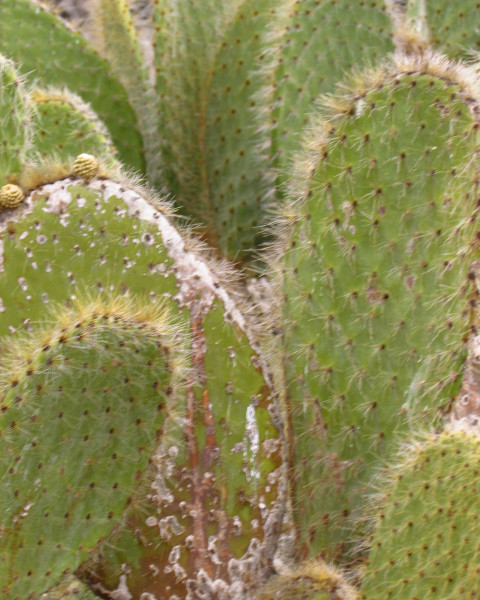 Opuntia helleri