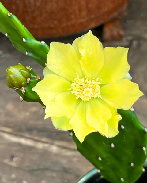 Opuntia jamaicensis