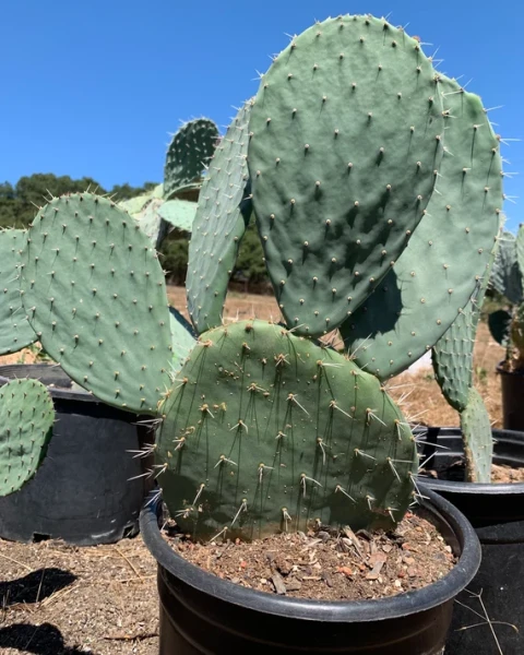 Opuntia joconostle
