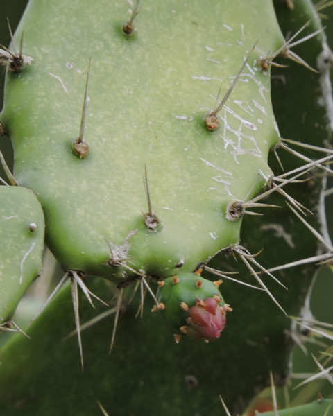 Opuntia karwinskiana