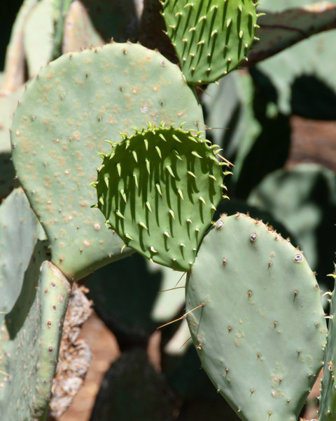 Opuntia laevis