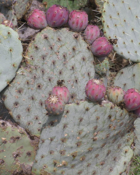 Opuntia larreyi