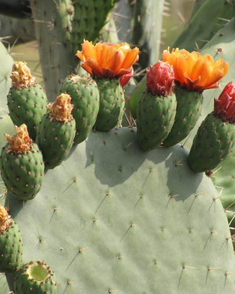 Opuntia lasiacantha