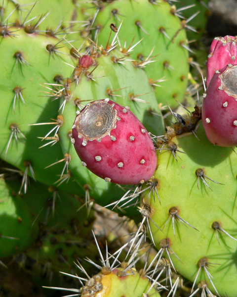 Opuntia littoralis