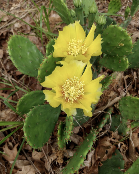 Opuntia macrorhiza