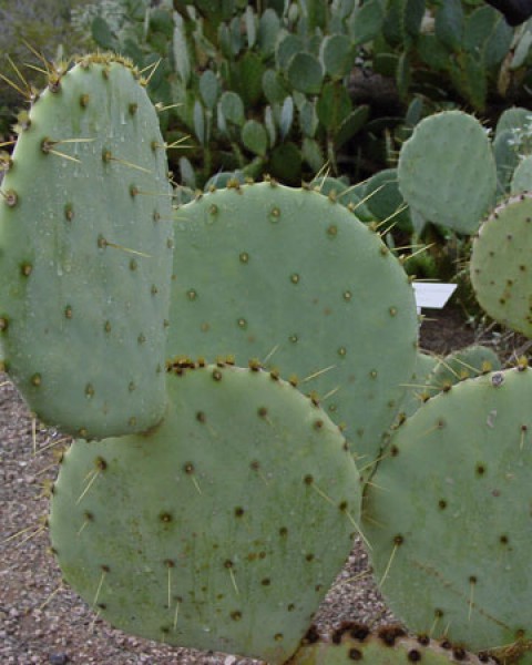 Opuntia Martiniana