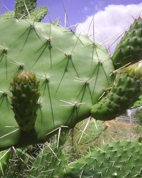 Opuntia megacantha