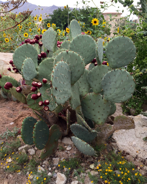 Opuntia orbiculata