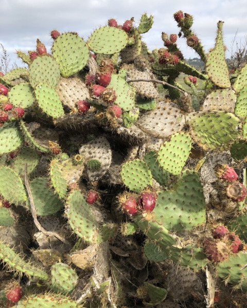 Opuntia oricola