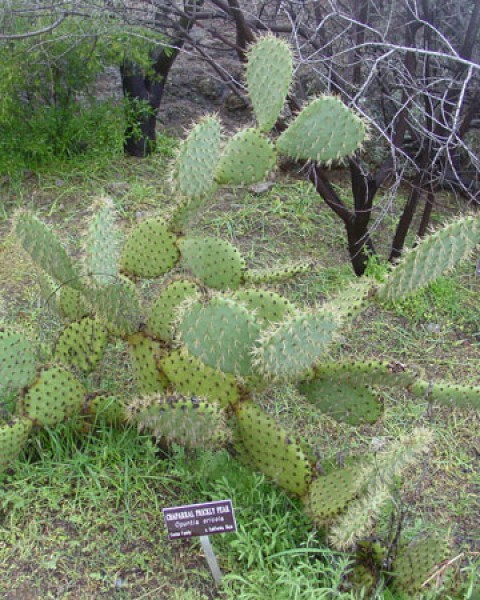 Opuntia Oricola