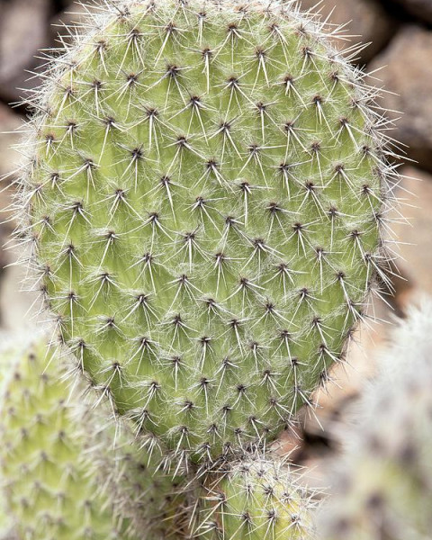 Opuntia pailana