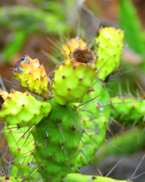 Opuntia parviclada