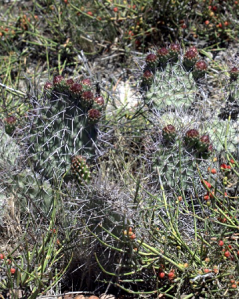 Opuntia Penicilligera