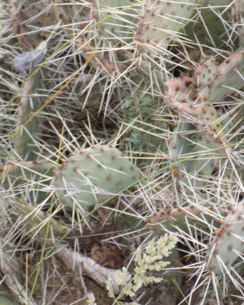 Opuntia penicilligera