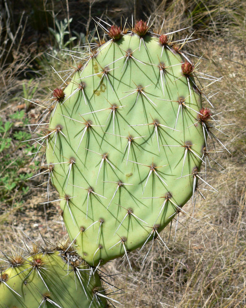 Opuntia phaeacantha