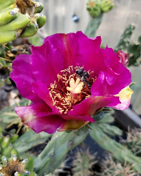 Opuntia pinkavae