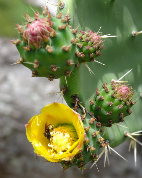 Opuntia pittieri