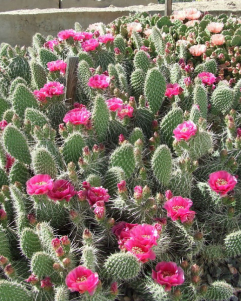 Opuntia polyacantha
