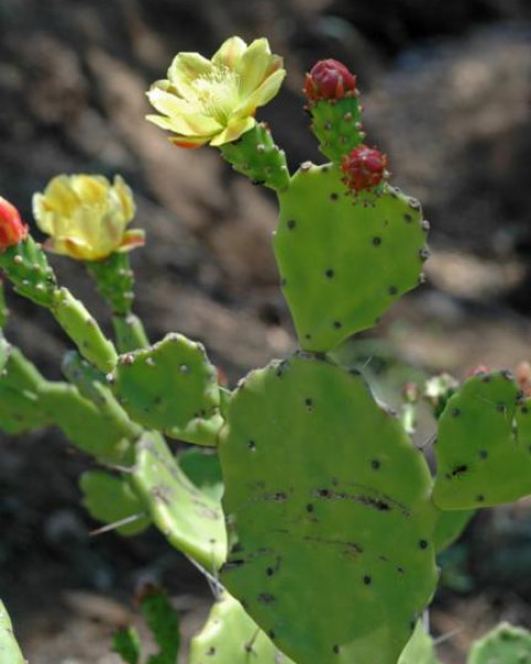 Opuntia puberula