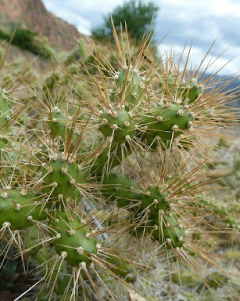 Opuntia pubescens