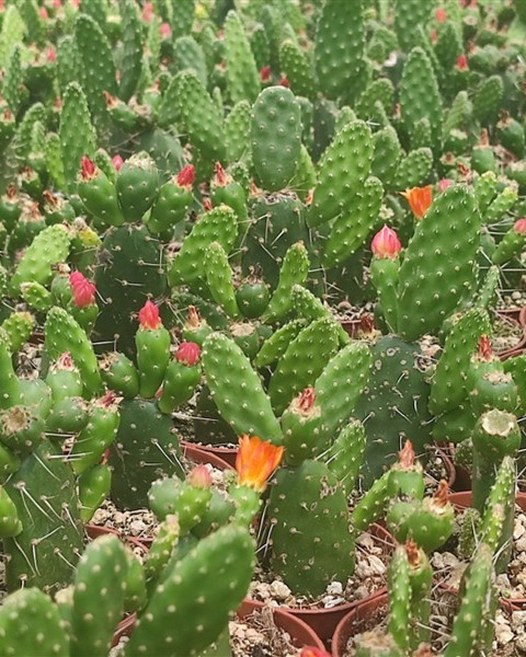 Opuntia quitensis