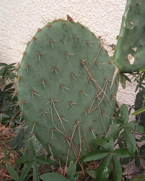 Opuntia rastrera
