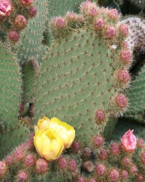 Opuntia scheeri