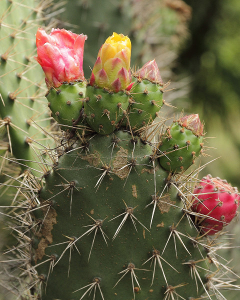 Opuntia soederstromiana