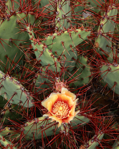 Opuntia spinosibacca