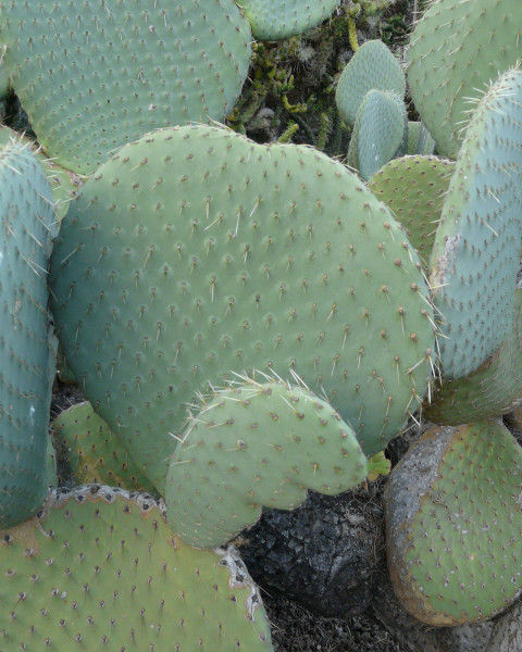 Opuntia spinulifera