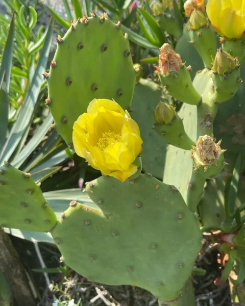 Opuntia stricta