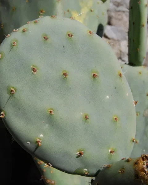 Opuntia tapona