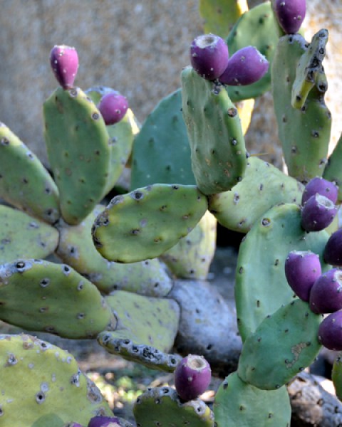 Opuntia Tuna
