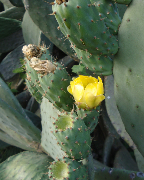 Opuntia tuna