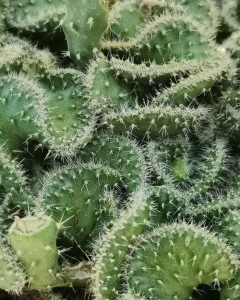 Opuntia tuna 'Cristata'