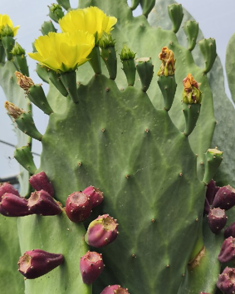 Opuntia undulata