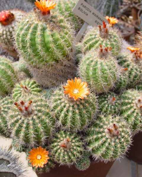 Parodia Comarapana