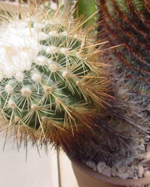 Parodia Commutans