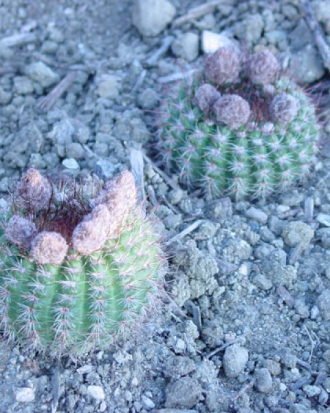 Parodia Concinna
