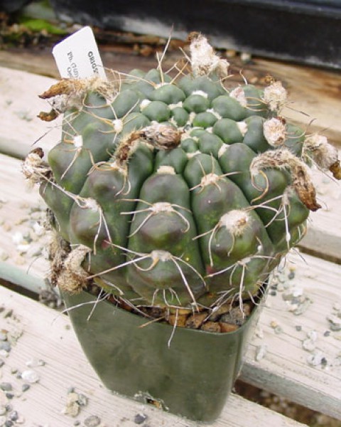 Parodia Crassigibba